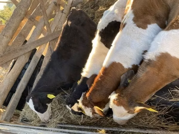 Bull, Simmental cattle — Hungary