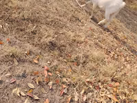 Billy Goat, Goats — photo 1