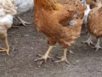gallina danesa — foto 3