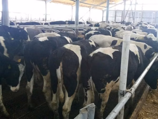 Vache, Russian Black pied cattle — Russie