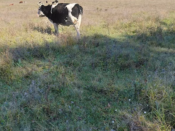 Cow, Russian Black pied cattle — Moldova