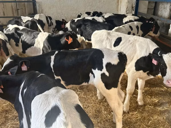 Bull, Holstein breed