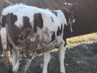 Krava, Swiss cattle — foto 3