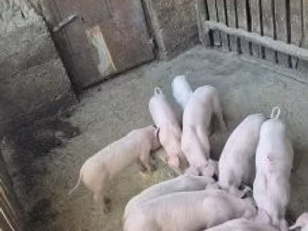 Pigs (batch, sex not specified), 