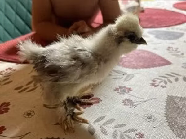 Silkie