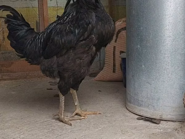 Chickens — Uzbekistan
