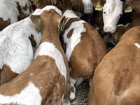 Bulle, Simmental cattle — Foto 1