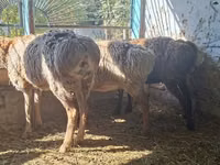 Schaap, Schapen — foto 6