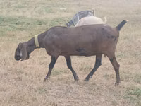 Ямаа, Nubian Goat — 1 зураг