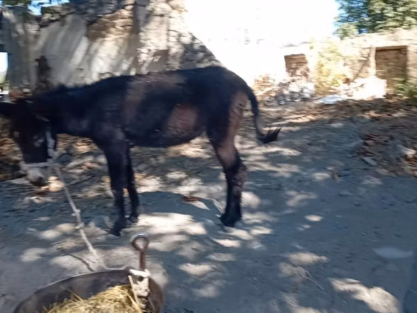 Horse (M), Horses — Kyrgyzstan