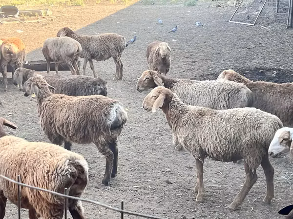 Ovan, Arashan sheep — Казахстан