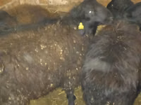 كبش, Qashqai sheep — الصورة 1