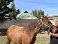 Модиён, Kazakh horse — акс 1