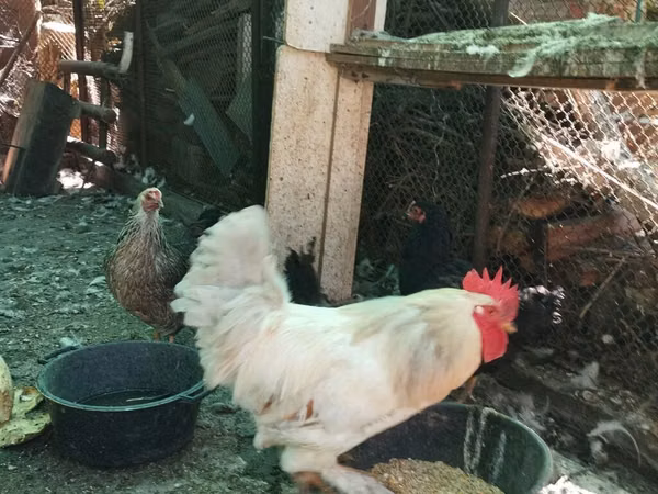 Chickens — কিরগিজিস্তান