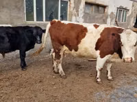 Cow, Swiss cattle — photo 4