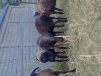 Sheep (batch, sex not specified), Sheep — photo 2