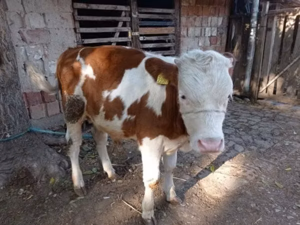 Bull, Hungarian Grey breed — Hungary