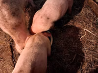 Boar, Pigs — photo 3