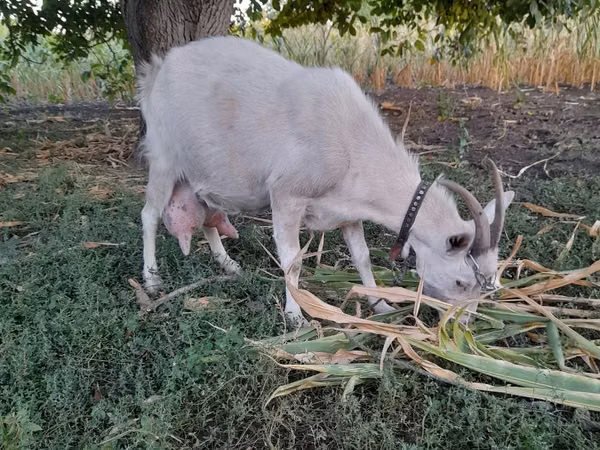 Goat, Goats — Moldova