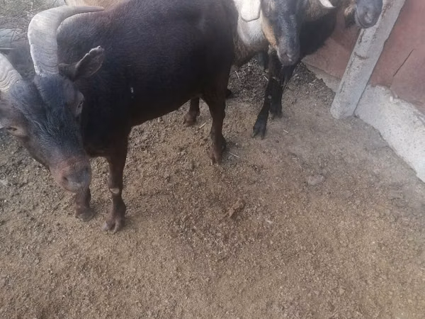 Ram, Sheep — Moldova