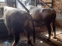 सांड, Simmental cattle — फ़ोटो 4