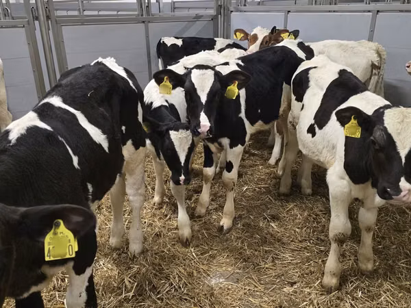 Bull, Russian Black pied cattle — Poland