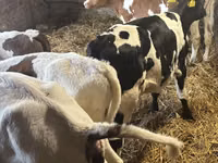 公牛, Simmental cattle — 照片 6