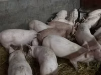 Babi hutan, Pigs — foto 4