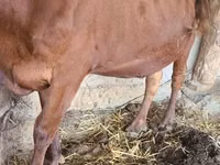 Cattle (batch, sex not specified), Cattle — photo 1