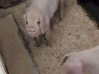 Pigs (batch, sex not specified), Pigs — photo 2