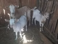 Goat, Goats — photo 2