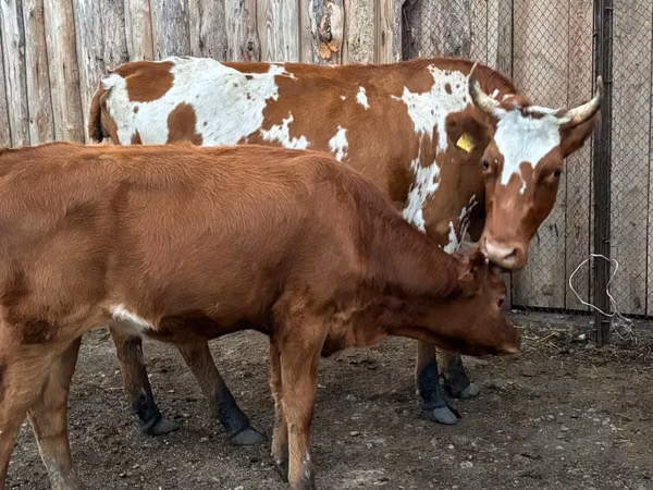 Krava, Simmental cattle — Kazachstán