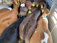 Cattle (batch, sex not specified), Cattle — photo 2