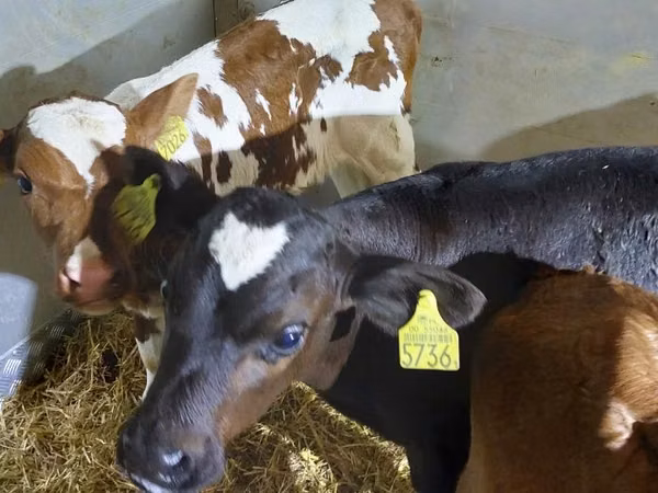 Cattle (batch, sex not specified), Simmental cattle — Poland
