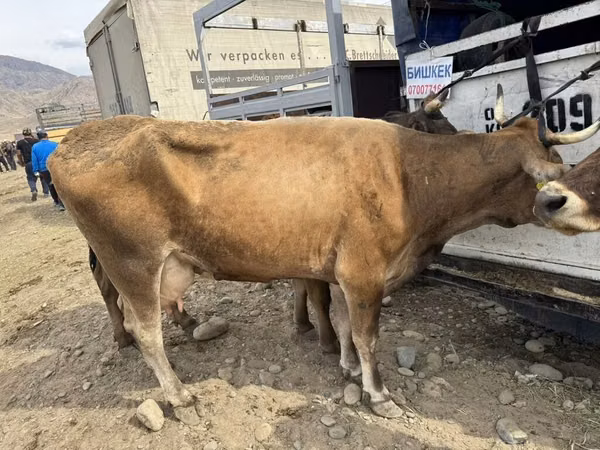 Cow, Cattle — Kyrgyzstan