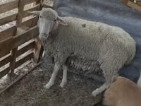Ram, Merino sheep — photo 3