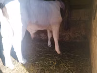 公牛, Cattle — 照片 1