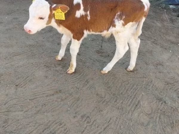 Bull, Simmental cattle — Hungary