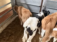 Bydło (partia, płeć nieokreślona), Russian Black pied cattle — zdjęcie 7