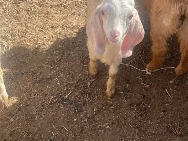 Goat, Nubian Goat