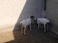 Billy Goat, Goats — photo 8