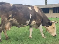 Cow, Simmental cattle — photo 5