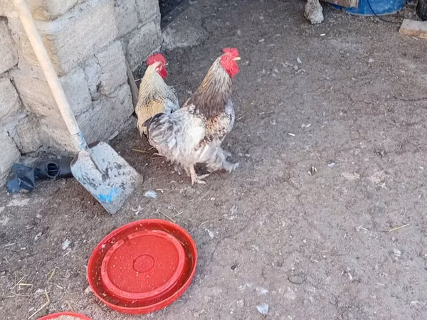 Chickens — Azerbaijan