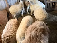 میش, گوسفند — عکس 1