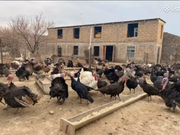 Turkeys — আর্মেনিয়া