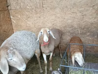 Sheep, Arashan sheep — photo 2