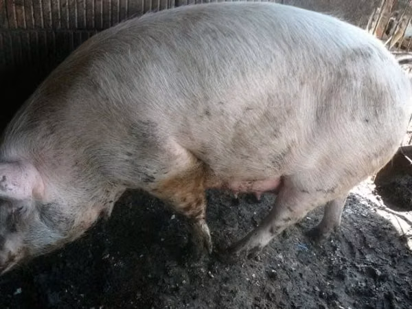 Sow, Pigs — Hungary