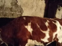 Bò đực, Simmental cattle — ảnh 1