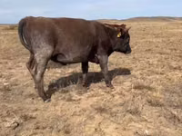 Toro, Bovini — foto 4