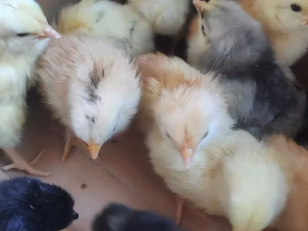 Chickens — Asarbajan